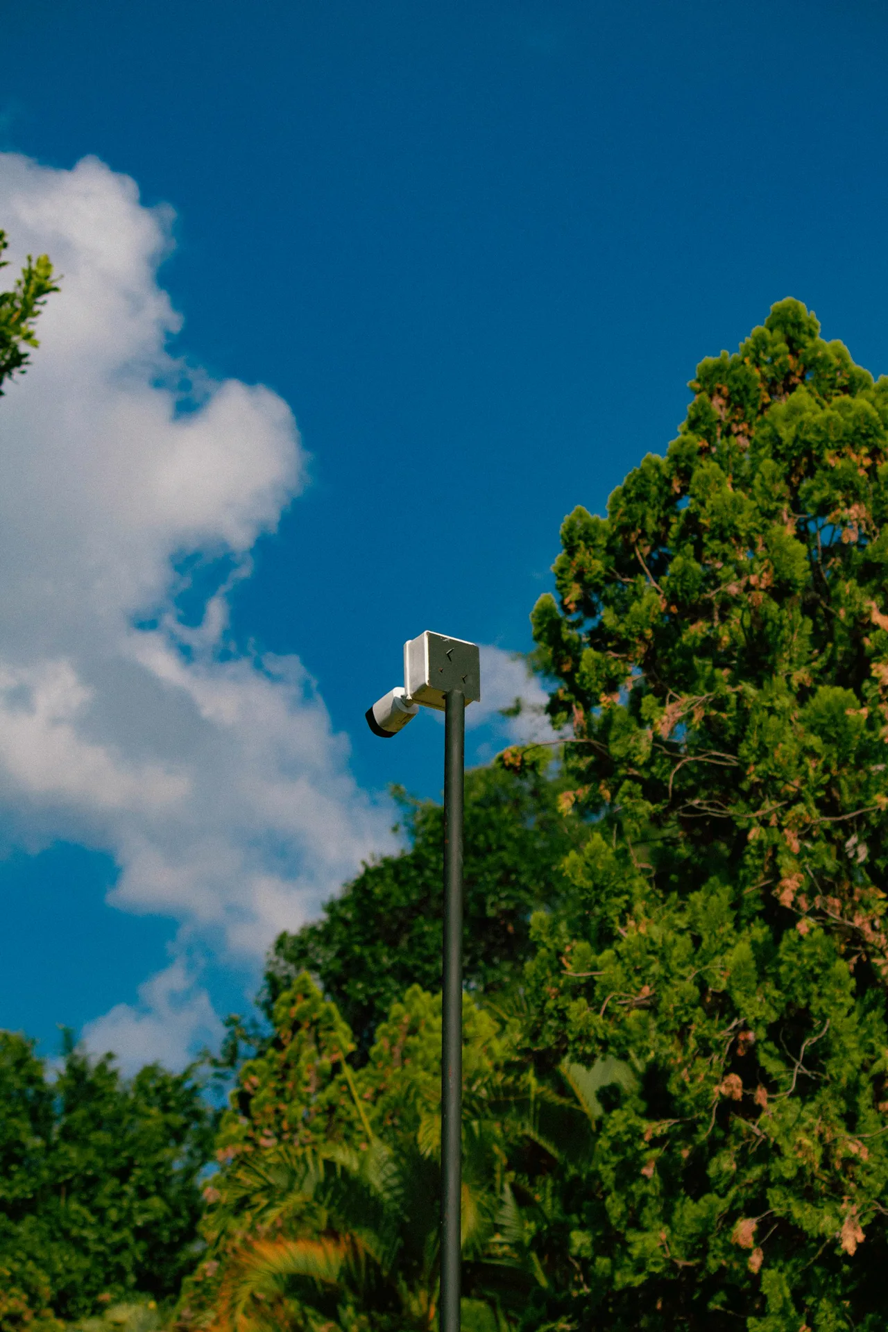 Camera on a pole at a rural, tree-lined property